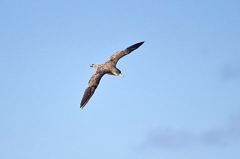 Cory's shearwater (Calonectris borealis) Waters off Barbados, crossing towards the Grenadines. Feb 20th, 2019 Calonectris borealis,Cory's shearwater,Geotagged,Winter