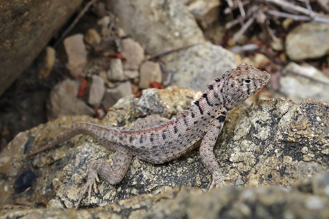 Knobbed Pacific iguana (Microlophus occipitalis) Reserva San Francisco de Asis, Lambayeque, Peru. Nov 22, 2015 Geotagged,Knobbed Pacific iguana,Microlophus occipitalis,Peru,Spring