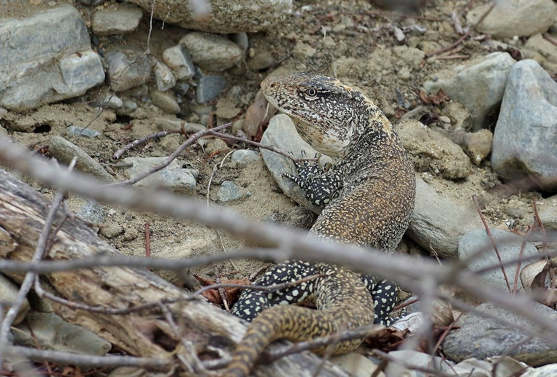 False monitor (Callopistes flavipunctatus) Reserva Nacional Tumbes, Peru. Nov 16, 2019 Callopistes flavipunctatus,False monitor,Geotagged,Peru,Spring