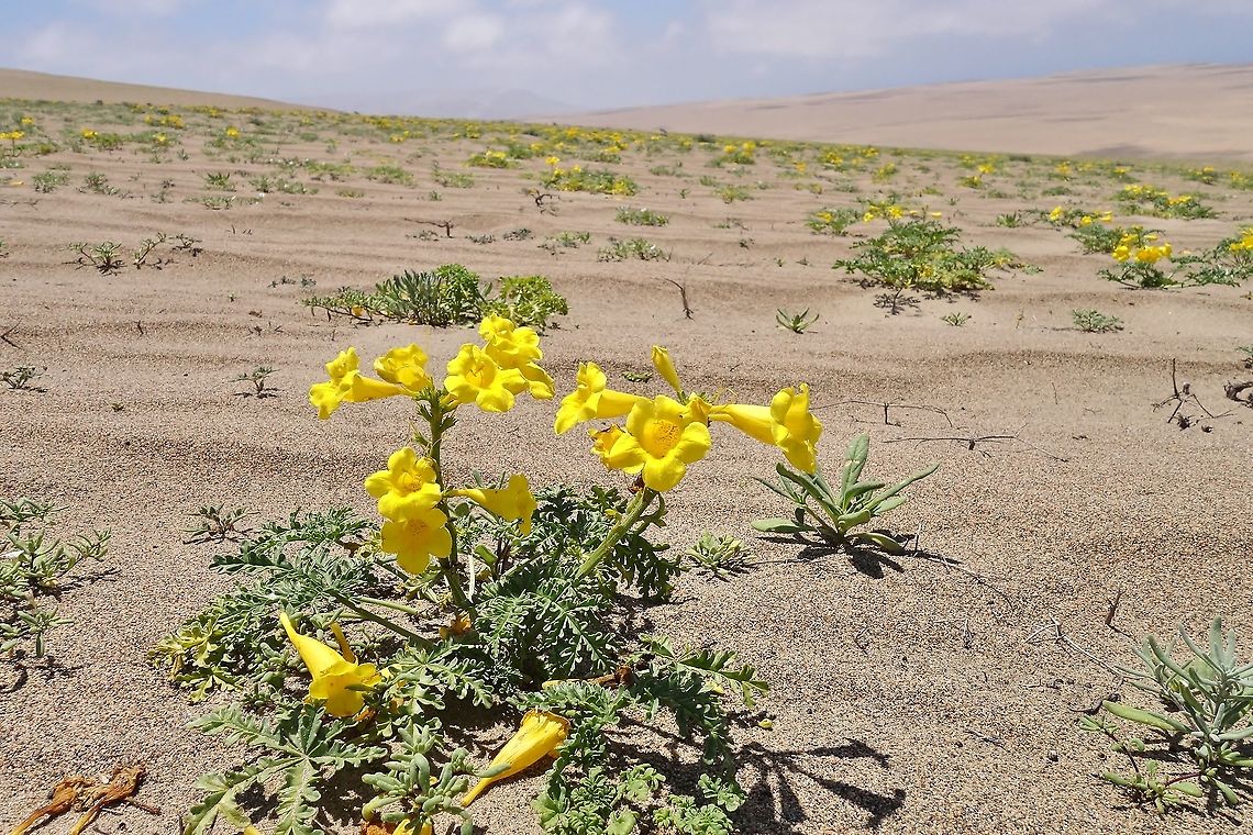 Argylia radiata (Bignoniaceae) Zona Reservada San Fernando, Peru. Nov 29, 2015 Argylia radiata,Geotagged,Peru,Spring