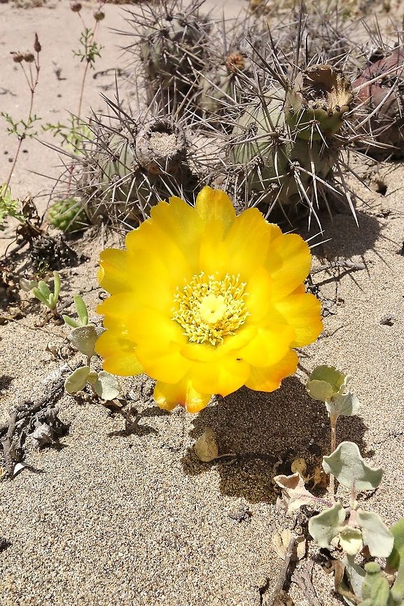 Cumulopuntia sphaerica (Cactaceae) Zona Reservada San Fernando, Peru. Nov 29, 2015 Cumulopuntia sphaerica,Geotagged,Peru,Spring