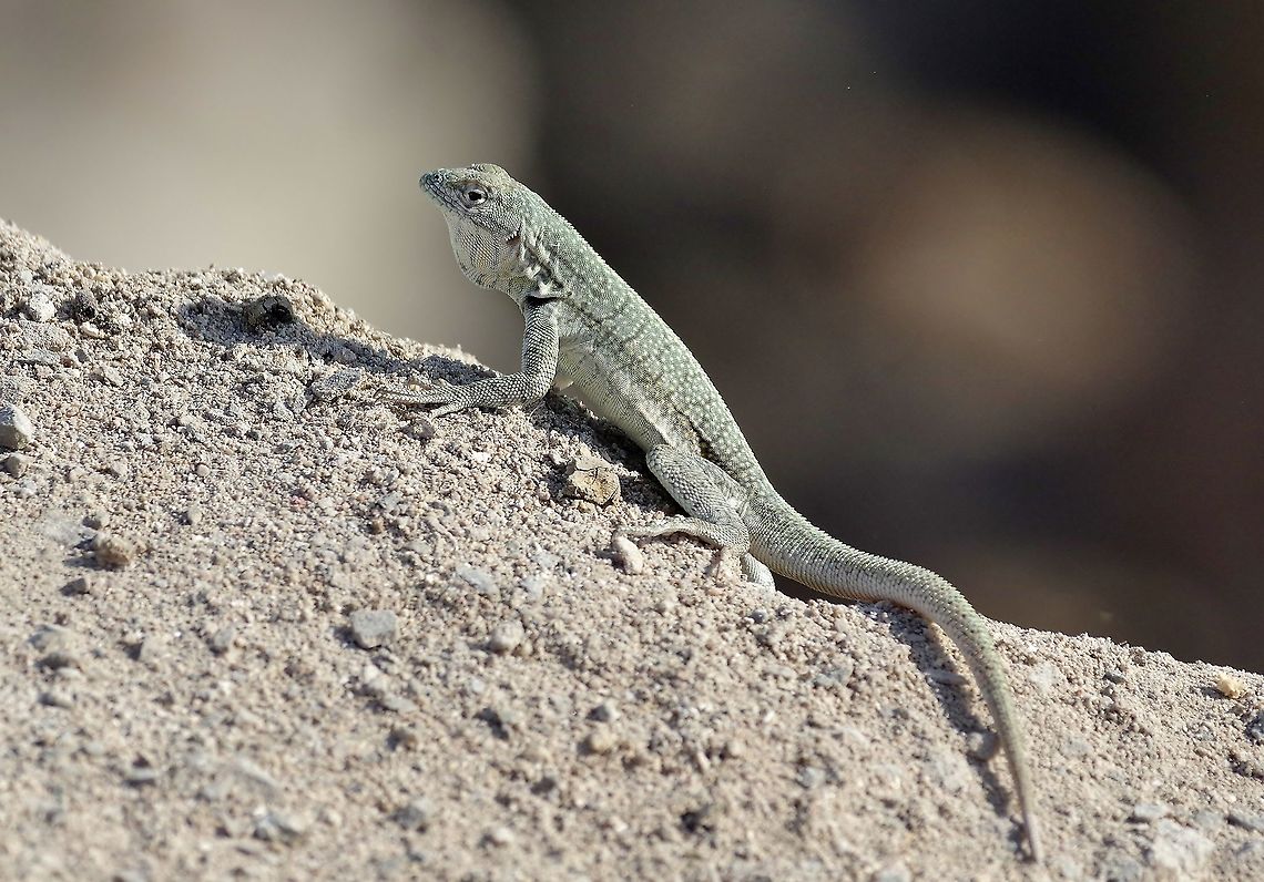 Peru Pacific iguana (Microlophus peruvianus) Zona Reservada San Fernando, Peru. Nov 29, 2015 Geotagged,Microlophus peruvianus,Peru,Peru Pacific iguana,Spring