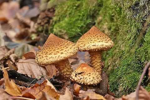 Shaggy scalycap (Pholiota squarrosa) &Auml;ngs&ouml;, V&auml;stmanland, Sweden. Nov 3, 2019 Fall,Geotagged,Pholiota sp.,Pholiota squarrosa,Sweden
