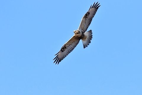 Rough-legged Buzzard (Buteo lagopus) Hjälstaviken NR, Sweden. Nov 4, 2019 Buteo lagopus,Fall,Geotagged,Rough-legged Buzzard,Sweden