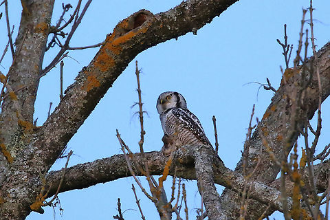 Northern hawk-owl (Surnia ulula) Almunge, Sweden. Nov 5th, 2019 Fall,Geotagged,Northern hawk-owl,Surnia ulula,Sweden