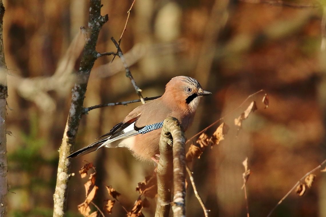Eurasian Jay (Garrulus glandarius) Uppsala, Sweden. Nov 6th, 2019 Eurasian Jay,Fall,Garrulus glandarius,Geotagged,Sweden