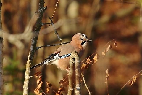 Eurasian Jay (Garrulus glandarius) Uppsala, Sweden. Nov 6th, 2019 Eurasian Jay,Fall,Garrulus glandarius,Geotagged,Sweden