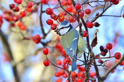 Eurasian blue tit (Cyanistes caeruleus) Uppsala, Sweden. Nov 4th, 2019 Cyanistes caeruleus,Eurasian blue tit,Fall,Geotagged,Sweden