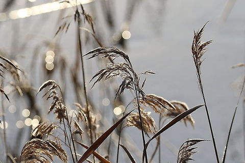 Common reed (Phragmites australis) Uppsala, Sweden. Nov 6th, 2019 Common reed,Fall,Geotagged,Phragmites australis,Sweden