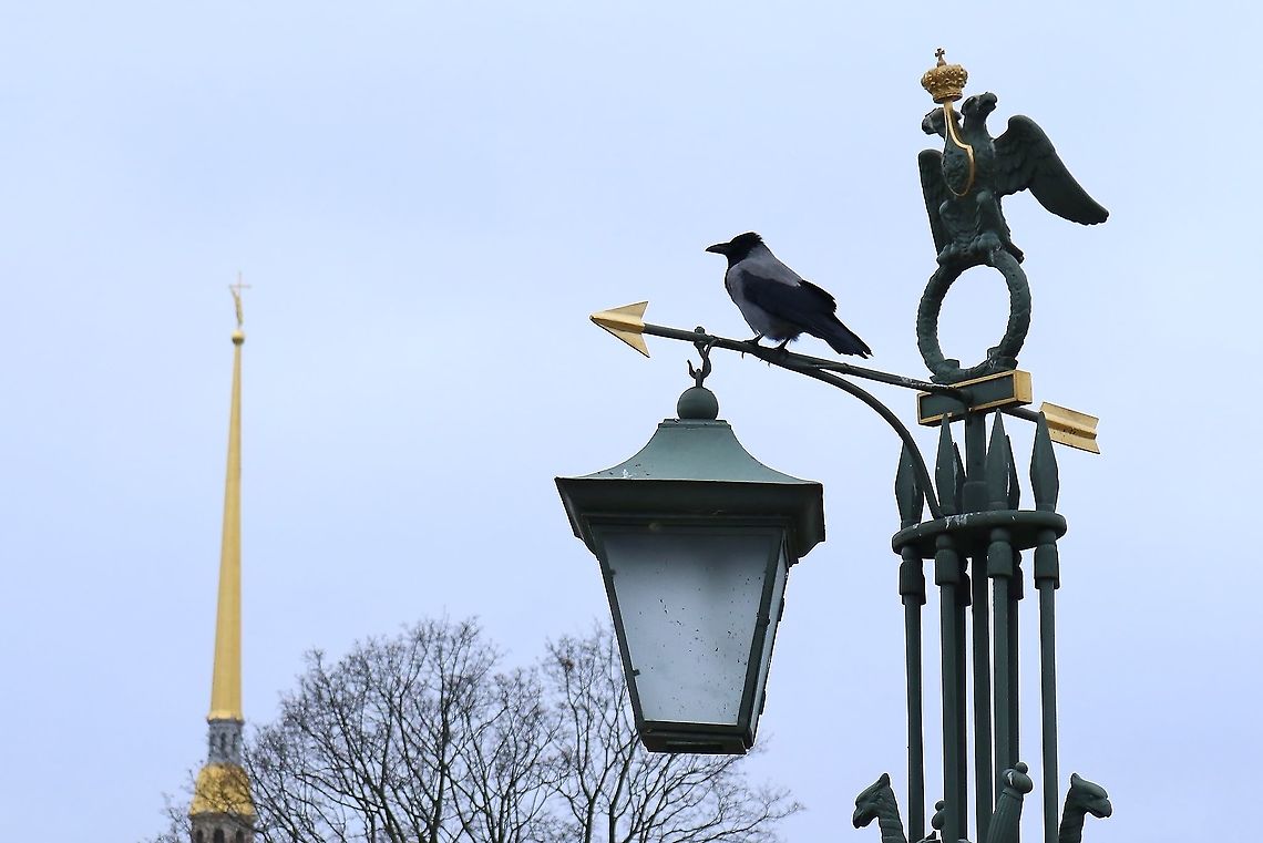 Hooded Crow (Corvus cornix) Peter and Paul Fortress, Saint Petersburg, Russia. Nov 12, 2019 Corvus cornix,Fall,Geotagged,Hooded Crow,Russia