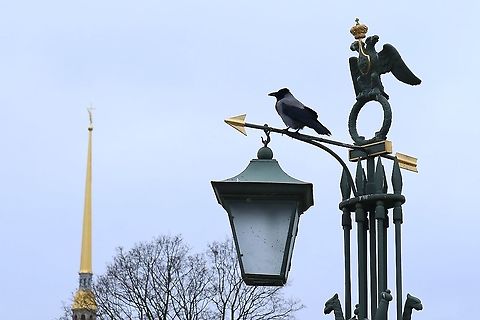 Hooded Crow (Corvus cornix) Peter and Paul Fortress, Saint Petersburg, Russia. Nov 12, 2019 Corvus cornix,Fall,Geotagged,Hooded Crow,Russia