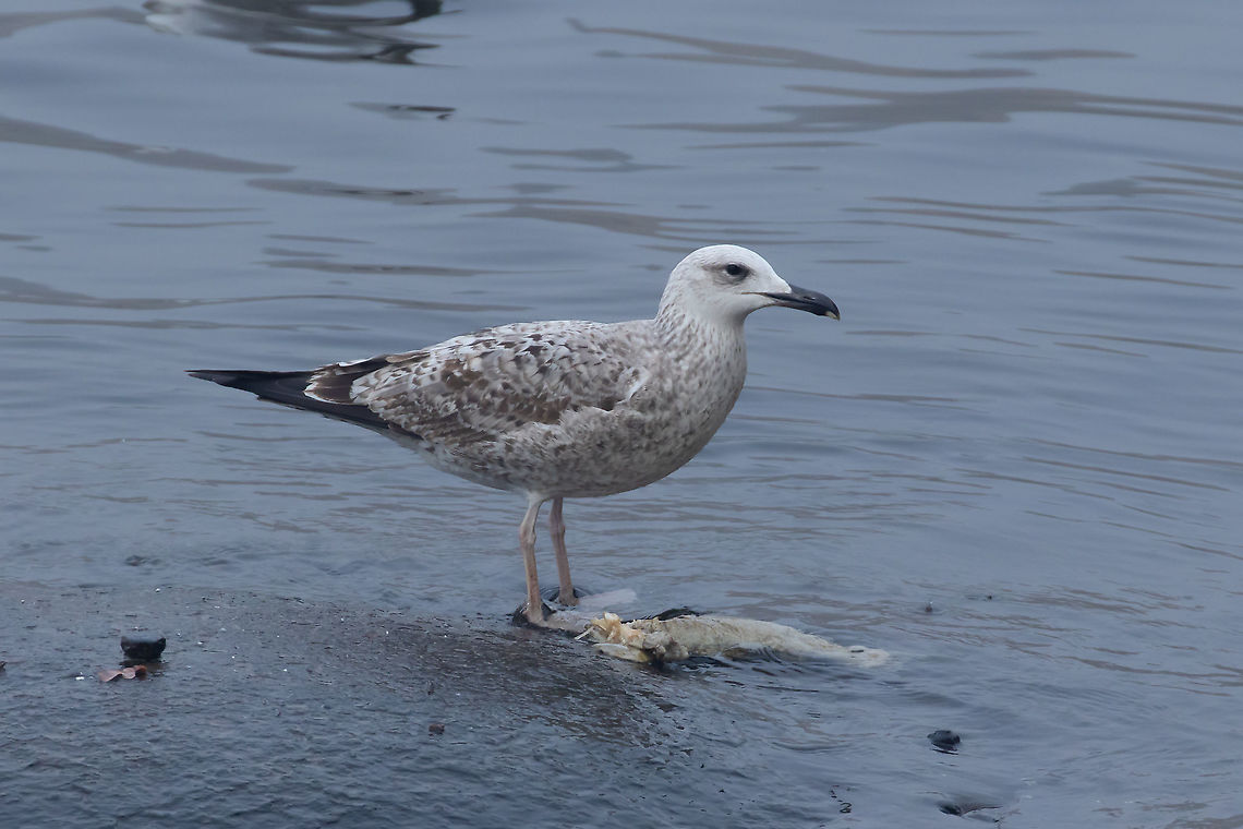 Caspian gull (Larus cachinnans) Charles Bridge, Prague. Dec 20th, 2019 Caspian gull,Czechia,Fall,Geotagged,Larus cachinnans