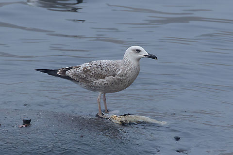 Caspian gull (Larus cachinnans) Charles Bridge, Prague. Dec 20th, 2019 Caspian gull,Czechia,Fall,Geotagged,Larus cachinnans