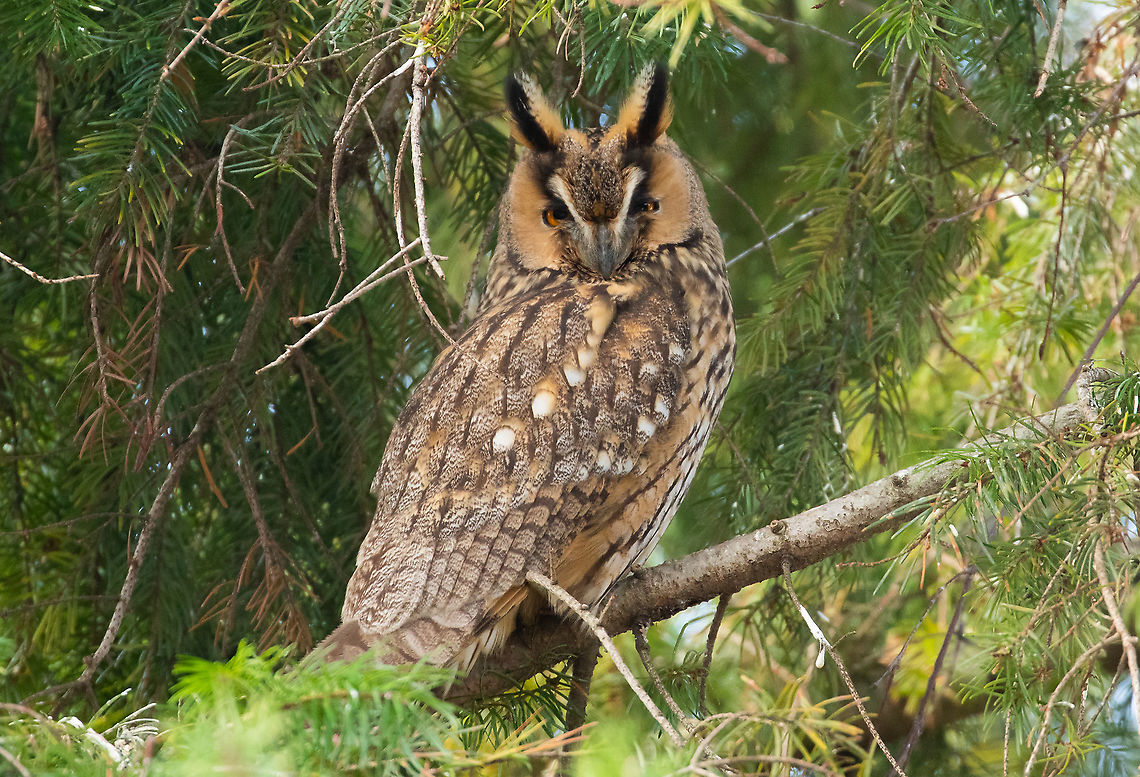 Long-eared Owl (Asio otus) Norovce, Slovakia. Dec 30th, 2019 Asio otus,Geotagged,Long-eared Owl,Slovakia,Winter