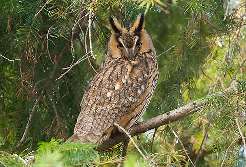 Long-eared Owl (Asio otus) Norovce, Slovakia. Dec 30th, 2019 Asio otus,Geotagged,Long-eared Owl,Slovakia,Winter