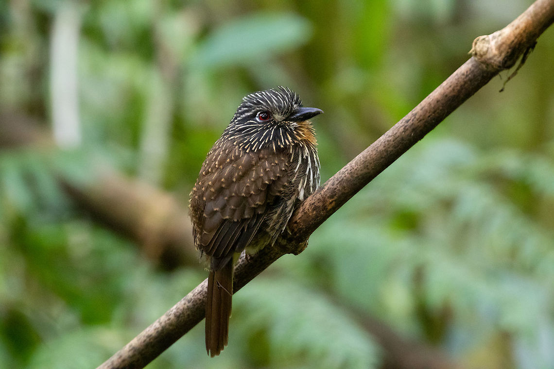 Black-streaked puffbird (Malacoptila fulvogularis) Parque Nacional Yanachaga Chemill&eacute;n - San Alberto, Pasco, Peru.<br />
Mar 11, 2020. Black-streaked puffbird,Geotagged,Malacoptila fulvogularis,Peru,Summer