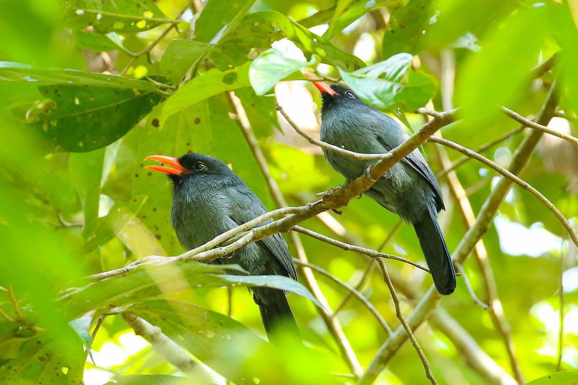 Black-fronted nunbird (Monasa nigrifrons) Reserva Comunal Yanesha - Playa Caliente, Pasco, Peru. 14 Feb 2020 Black-fronted nunbird,Geotagged,Monasa nigrifrons,Peru,Summer