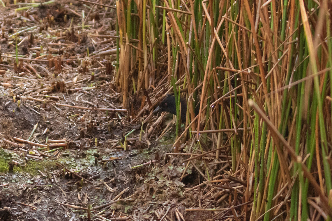 Junin rail (Laterallus tuerosi) Junin Lake, Junin Peru. Jan 16, 2020 Geotagged,Junin crake,Laterallus jamaicensis tuerosi,Peru,Summer
