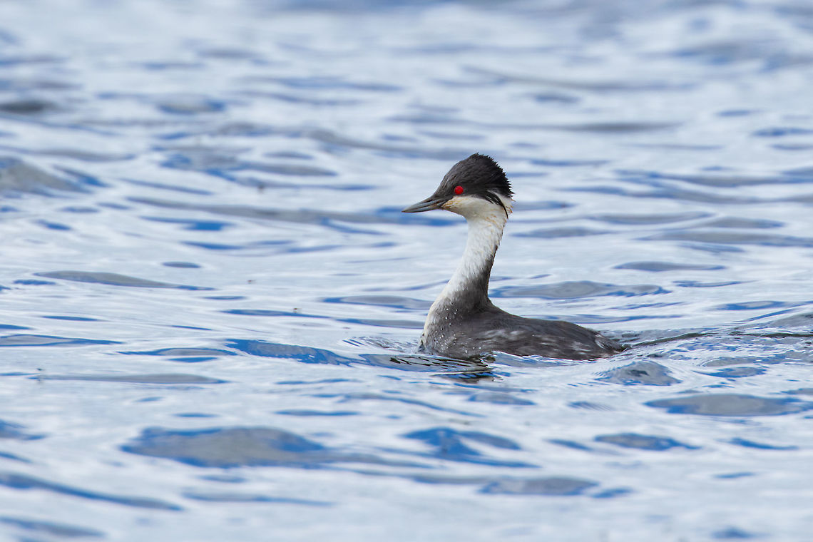 Junin grebe (Podiceps taczanowskii) Chinchaycocha / Junin Lake, Peru. Jan 16, 2020 Geotagged,Junin grebe,Peru,Podiceps taczanowskii,Summer
