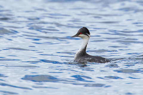 Junin grebe (Podiceps taczanowskii) Chinchaycocha / Junin Lake, Peru. Jan 16, 2020 Geotagged,Junin grebe,Peru,Podiceps taczanowskii,Summer