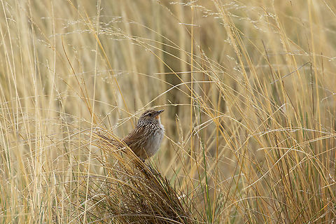 Jun&iacute;n canastero (Asthenes virgata) Ondores, RN de Jun&iacute;n, Peru. Jan 16, 2020 Asthenes virgata,Geotagged,Jun&iacute;n canastero,Peru,Summer,junin canastero