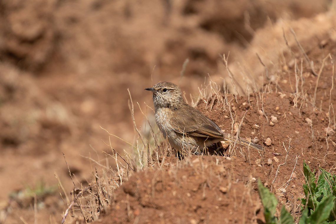 Cordilleran canastero (Asthenes modesta) RN de Jun&iacute;n, Peru. Jan 16, 2020 Asthenes modesta,Cordilleran canastero,Geotagged,Peru,Summer