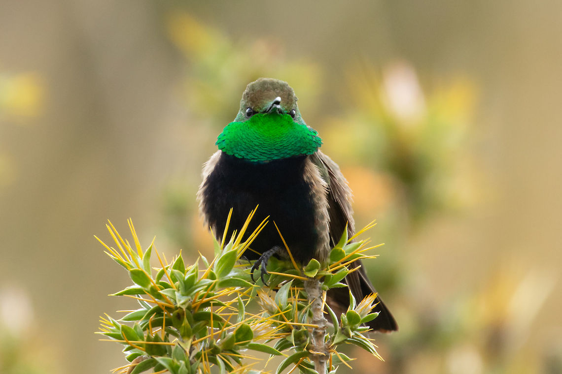 Black-breasted hillstar (Oreotrochilus melanogaster) Lago de Jun&iacute;n, Peru. Jan 16, 2020 Black-breasted hillstar,Geotagged,Oreotrochilus melanogaster,Peru,Summer