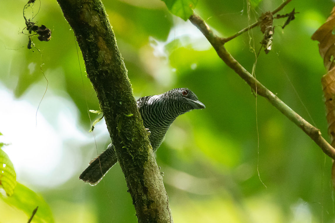Fasciated antshrike (Cymbilaimus lineatus) PN Yanachaga Chemill&eacute;n - El Paujil. Peru. 19 Feb 2019 Cymbilaimus lineatus,Fasciated antshrike,Geotagged,Peru,Summer