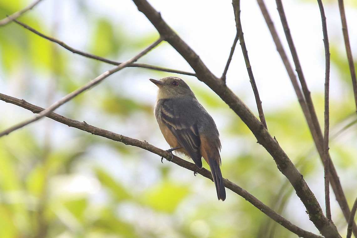 Rufous-tailed tyrant (Knipolegus poecilurus) Parque Nacional Yanachaga Chemill&eacute;n - Navarra. Mar 3, 2020 Geotagged,Knipolegus poecilurus,Peru,Rufous-tailed tyrant,Summer