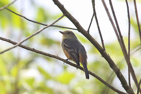 Rufous-tailed tyrant (Knipolegus poecilurus) Parque Nacional Yanachaga Chemill&eacute;n - Navarra. Mar 3, 2020 Geotagged,Knipolegus poecilurus,Peru,Rufous-tailed tyrant,Summer