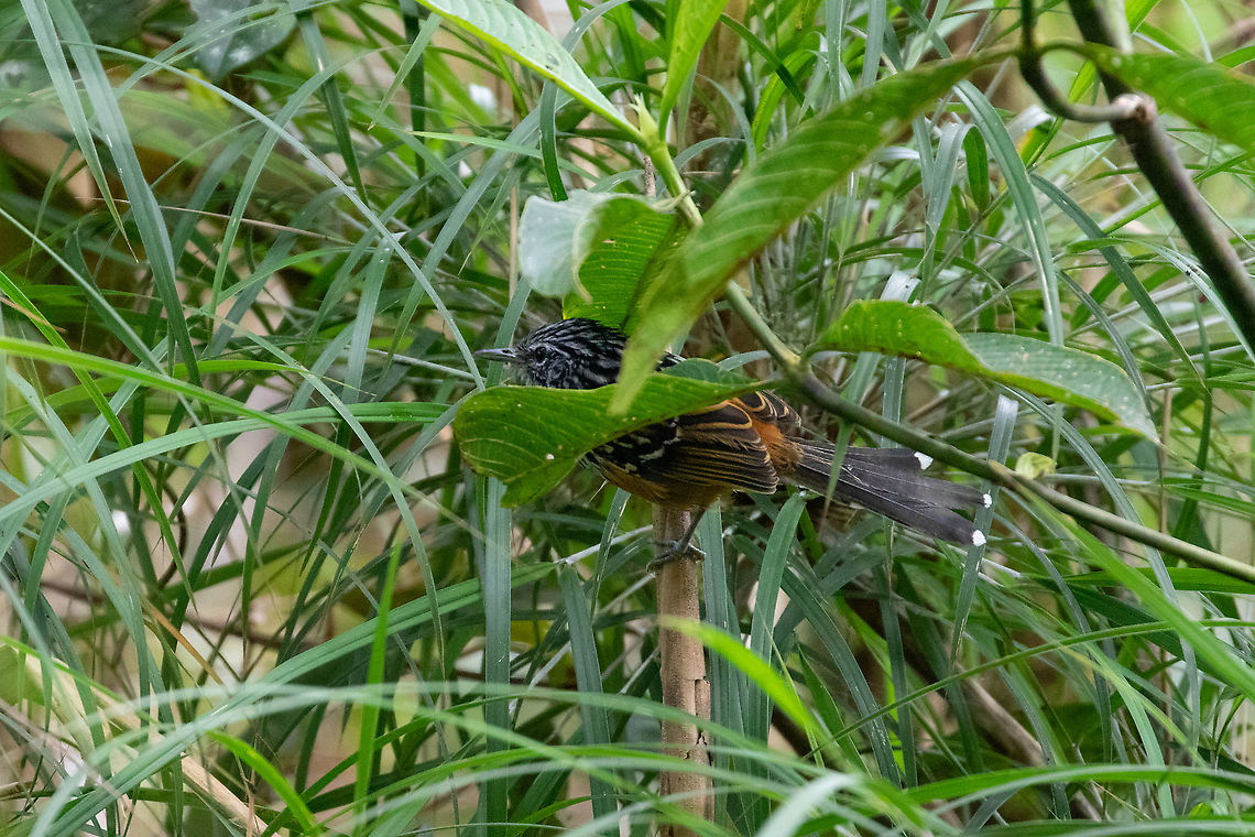 Streak-headed antbird (Drymophila striaticeps) PN Yanachaga Chemill&eacute;n - San Alberto, Pasco, Peru. Mar 16, 2020 Drymophila striaticeps,Geotagged,Peru,Streak-headed antbird,Summer