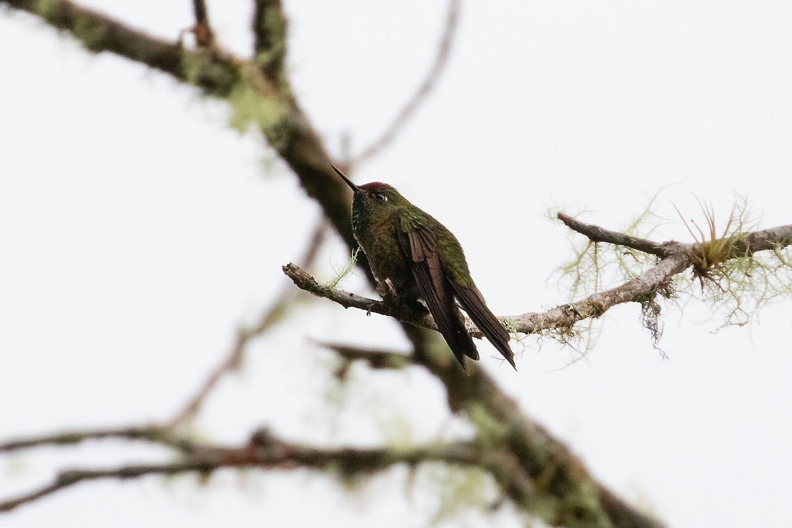 Rufous-capped thornbill (Chalcostigma ruficeps) PN Yanachaga Chemill&#039;en - San Alberto, Pasco, Peru. Mar 16, 2020 Chalcostigma ruficeps,Geotagged,Peru,Rufous-capped thornbill,Summer