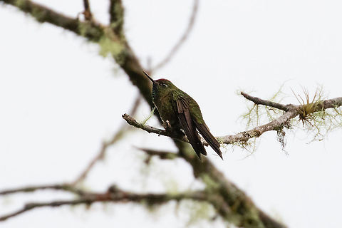 Rufous-capped thornbill (Chalcostigma ruficeps) PN Yanachaga Chemill'en - San Alberto, Pasco, Peru. Mar 16, 2020 Chalcostigma ruficeps,Geotagged,Peru,Rufous-capped thornbill,Summer