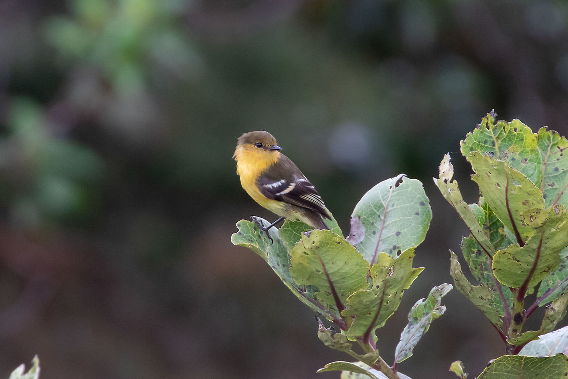Ochraceous-breasted flycatcher (Nephelomyias ochraceiventris) PN Yanachaga Chemill&eacute;n - San Alberto, Pasco, Peru. Mar 16, 2020 Geotagged,Nephelomyias ochraceiventris,Ochraceous-breasted flycatcher,Peru,Summer