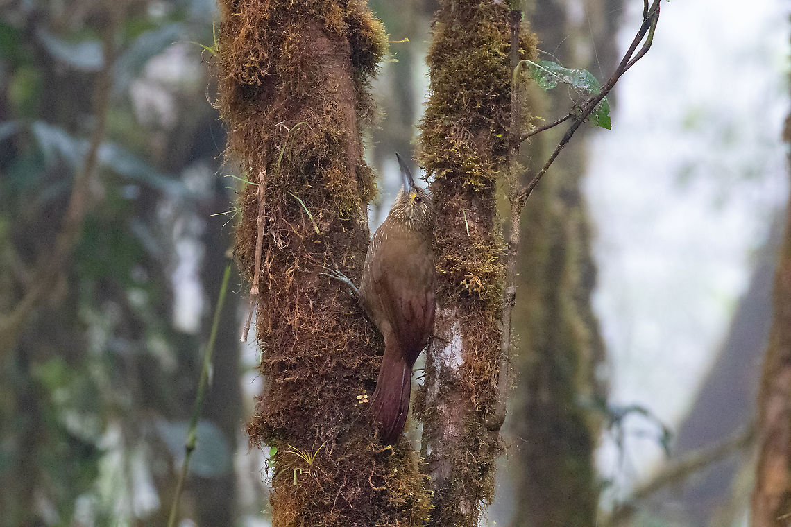 Strong-billed woodcreeper (Xiphocolaptes promeropirhynchus) PN Yanachaga Chemill&eacute;n - San Alberto, Pasco, Peru. Mar 15, 2020. Geotagged,Peru,Strong-billed woodcreeper,Summer,Xiphocolaptes promeropirhynchus