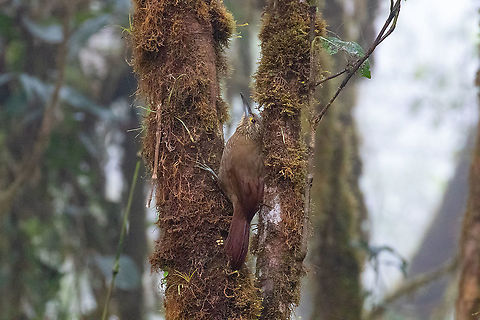 Strong-billed woodcreeper (Xiphocolaptes promeropirhynchus) PN Yanachaga Chemill&eacute;n - San Alberto, Pasco, Peru. Mar 15, 2020. Geotagged,Peru,Strong-billed woodcreeper,Summer,Xiphocolaptes promeropirhynchus