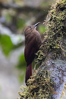 Tyrannine woodcreeper (Dendrocincla tyrannina) PN Yanachaga Chemill&eacute;n - San Alberto, Pasco, Peru. Mar 15, 2020 Dendrocincla tyrannina,Geotagged,Peru,Summer,Tyrannine woodcreeper,Winter