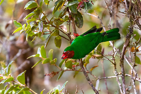 Grass-green tanager (Chlorornis riefferii) PN Yanachaga - Chemill&eacute;n - San Alberto, Pasco, Peru. Mar 15, 2020. Chlorornis riefferii,Geotagged,Grass-green tanager,Peru,Summer