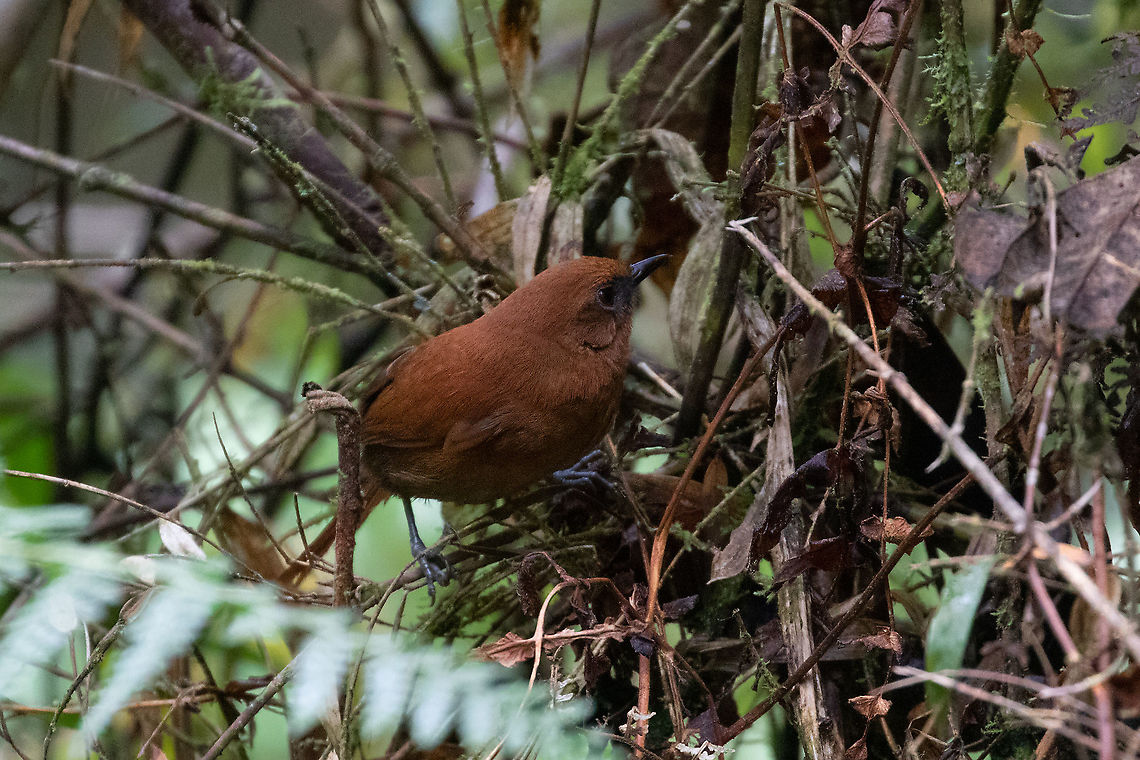 Rufous spinetail (Synallaxis unirufa) PN Yanachaga Chemill&eacute;n - San Alberto, Pasco, Peru. Mar 15, 2020 Geotagged,Peru,Rufous spinetail,Summer,Synallaxis unirufa