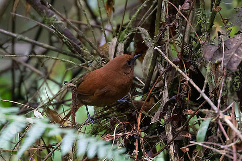 Rufous spinetail (Synallaxis unirufa) PN Yanachaga Chemill&eacute;n - San Alberto, Pasco, Peru. Mar 15, 2020 Geotagged,Peru,Rufous spinetail,Summer,Synallaxis unirufa