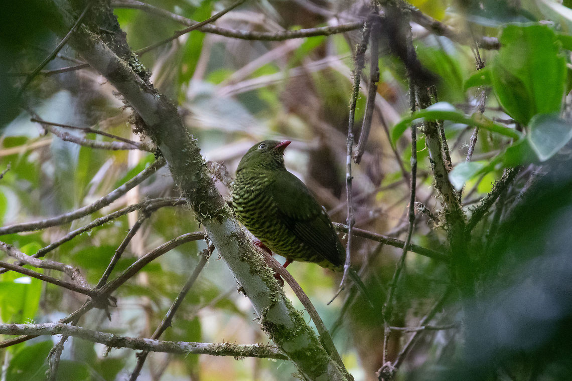 Barred fruiteater (Pipreola arcuata) PN Yanachaga Chemill&eacute;n - San Alberto, Pasco, Peru. Mar 15, 2020 Barred fruiteater,Geotagged,Peru,Pipreola arcuata,Summer