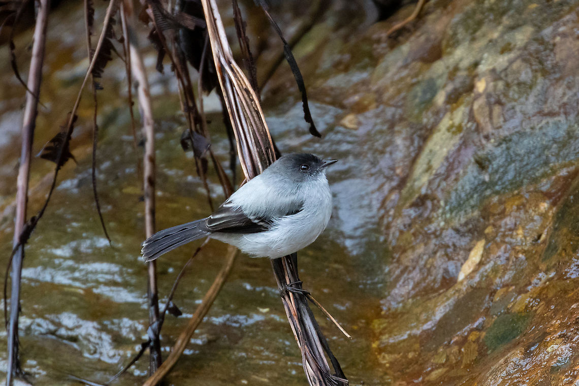 Torrent tyrannulet (Serpophaga cinerea) PN Yanachaga Chemill&eacute;n - San Alberto, Pasco, Peru. Mar 17, 2020 Geotagged,Peru,Serpophaga cinerea,Summer,Torrent tyrannulet