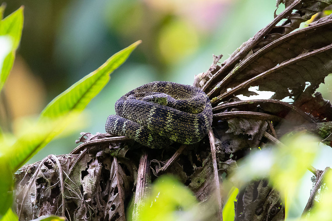 Inca forest-pitviper (Bothrops chloromelas, Viperidae) PN Yanachaga Chemill&eacute;n - San Alberto, Pasco, Peru. Mar 14, 2020 Bothrops chloromelas,Geotagged,Peru