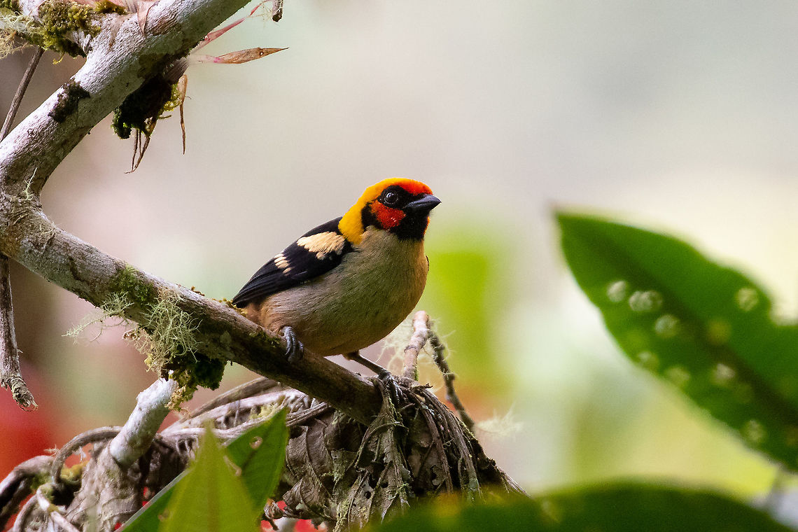 Flame-faced tanager (Tangara parzudakii) PN Yanachaga Chemill&eacute;n - San Alberto Flame-faced tanager,Geotagged,Peru,Summer,Tangara parzudakii