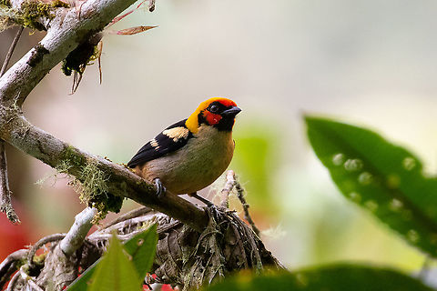 Flame-faced tanager