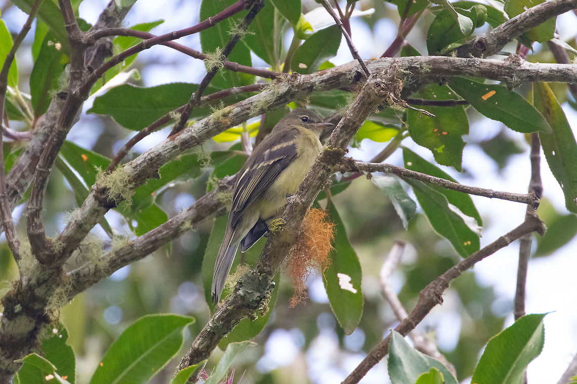 Highland elaenia (Elaenia obscura) PN Yanachaga Chemill&eacute;n - San Alberto, Pasco, Peru. Mar 14, 2020 Elaenia obscura,Geotagged,Highland elaenia,Peru,Summer