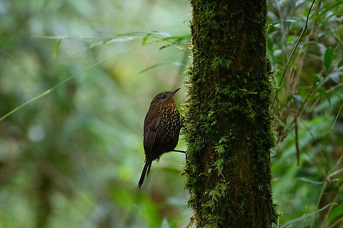 Spotted barbtail (Premnoplex brunnescens) PN Yanachaga Chemill&eacute;n - San Alberto, Pasco, Peru. Mar 15, 2020. Geotagged,Peru,Premnoplex brunnescens,Spotted barbtail,Summer