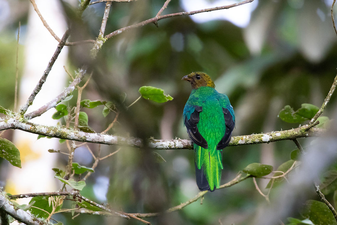 Golden-headed quetzal (Pharomachrus auriceps) PN Yanachaga Chemill&eacute;n, Pasco, Peru. Mar 14, 2020 Geotagged,Golden-headed quetzal,Peru,Pharomachrus auriceps,Summer,Winter
