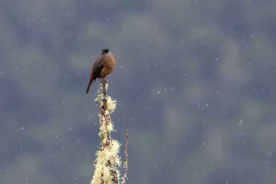 Bay-vented cotinga (Doliornis sclateri) PN Yanachaga Chemill&eacute;n, Pasco, Peru. Mar 13, 2020 Bay-vented cotinga,Doliornis sclateri,Geotagged,Peru,Summer