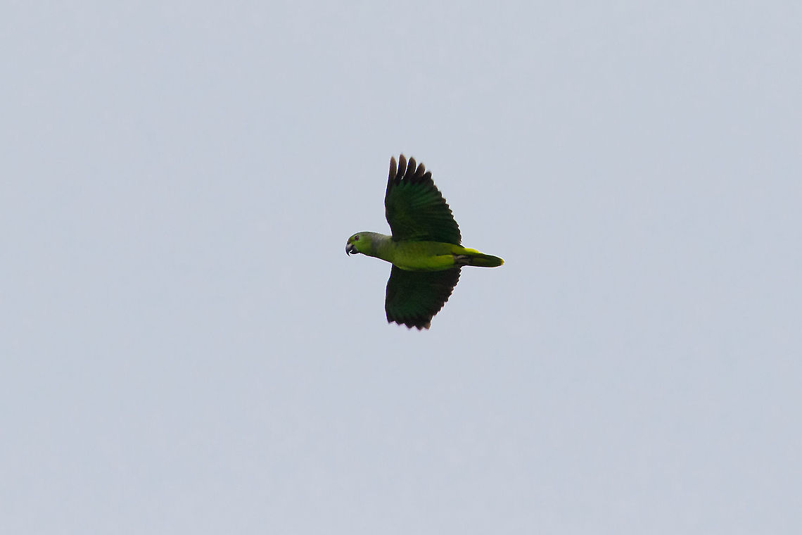 Scaly-naped amazon (Amazona mercenarius) PN Yanachaga Chemill&eacute;n, Pasco, Peru. Mar 13, 2020 Amazona mercenarius,Geotagged,Peru,Scaly-naped amazon,Summer